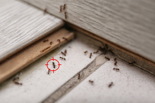 Best Best Pest Control Companies  in Two Harbors, MN