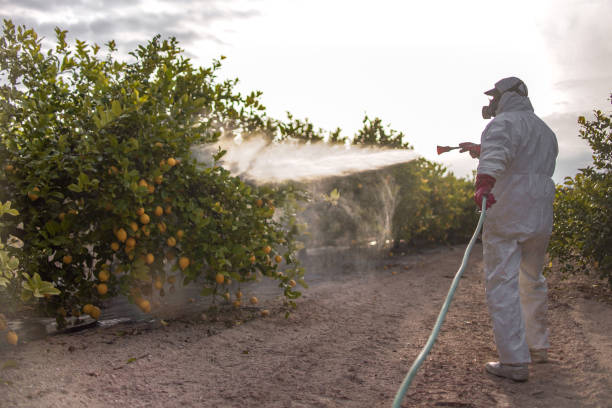 Best Bed Bug Extermination  in Two Harbors, MN